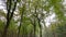 Path in autumn forest tracking shot nature background