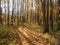 Path in the autumn Park. Defoliation. Red, yellow, and brown leaves of the trees. The leaves on the ground