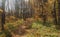 Path in the autumn Park. Defoliation. Red, yellow, and brown leaves of the trees. The leaves on the ground