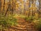 Path in the autumn Park. Defoliation. Red, yellow, and brown leaves of the trees. The leaves on the ground