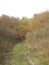 Path through the autumn thickets