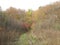 Path through the autumn thickets