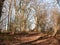 path through autumn winter spring forest sunny light bare bark trees nobody