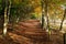 Path through Autumn Woodland in Surrey, England