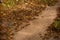 Path among autumn yellow vegetation