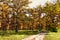 Path in autumnal oak forest. Oak Quercus robur. Commonly known: English oak, pedunculate oak or French oak