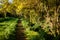 Path through autumnal woodland