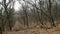 A path in the bald autumn forest. Fallen leaves lying on the ground. Trunks and branches of crooked trees