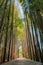 Path through a bamboo alley at the bamboo forest