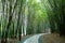 Path in bamboo forest