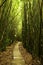 .On the path through the bamboo forest in Haleakal State Park.