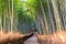 Path through bamboo forest at Sagano, Arashiyama, Kyoto