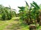 Path through banana plantation