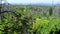 Path through Bavarian forest with thousands of dead trees