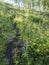 Path in beatiful northern landscape artic landscape, tundra in Swedish Lapland with green hills, meadow, flowers and