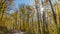 Path in beautiful autumn forest. Krasnaya Polyana, Sochi, Russia