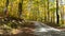 Path in beautiful autumn forest. Krasnaya Polyana, Sochi, Russia