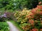 Path between beautiful azalea flowers bushes in nature