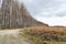 Path beside beautiful deciduous forest during autumn