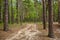 Path in the beautiful mountainside spruce forest, summertime hiking trail. outdoor travel background