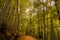 Path between beech forest in autumn at the base of Ordesa, Pyrenees of Huesca