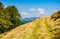 Path through beech forest on a grassy hillside