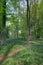 Path through Beech trees