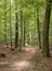 Path through the beechwood forest in springtime