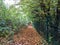 Path behind the fence captured in autumn