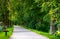 Path below the linden trees