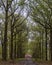 Path between big oaks leading to cherry trees in blossom