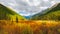 The path through Birch dwarf Betula nana in autumn. Bright scenery of mountains and autumn forests of Altai region, Siberia