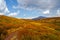 The path through Birch dwarf Betula nana in autumn. Bright scenery of mountains and autumn forests of Altai region, Siberia