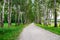 Path in birch forest