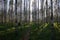 Path in the birch forrest