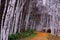 Path into Birch Trees