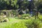 A path of black rod iron arches covered with flowers in the garden