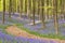 Path through the blooming bluebell forest in Belgium