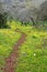 A path in blooming forest