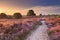Path through blooming heather at sunrise, Posbank, The Netherlan