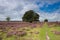 A path through blooming heather in the Veluwezoom.