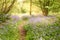 Path through bluebell forest at sunrise