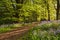 Path through Bluebell Wood