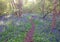 Path through bluebell wood in England.