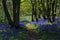 Path through Bluebell woods