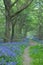 Path through bluebells