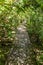 Path in Botanical gardens at the Pico Isabel de Torres mountain above Puerto Plata, Dominican Republ