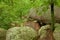 Path through Boulders