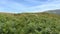 Path through bracken with Sleet Fell ahead