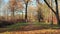 Path in the bright autumn park with falling leaves